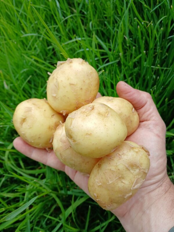 Pommes de terre nouvelles bio 1.50 € 250g – Image 2