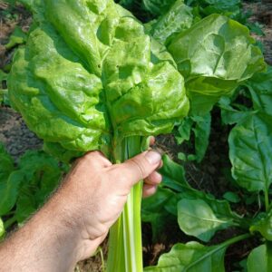 Épinard 0.50€ 200g