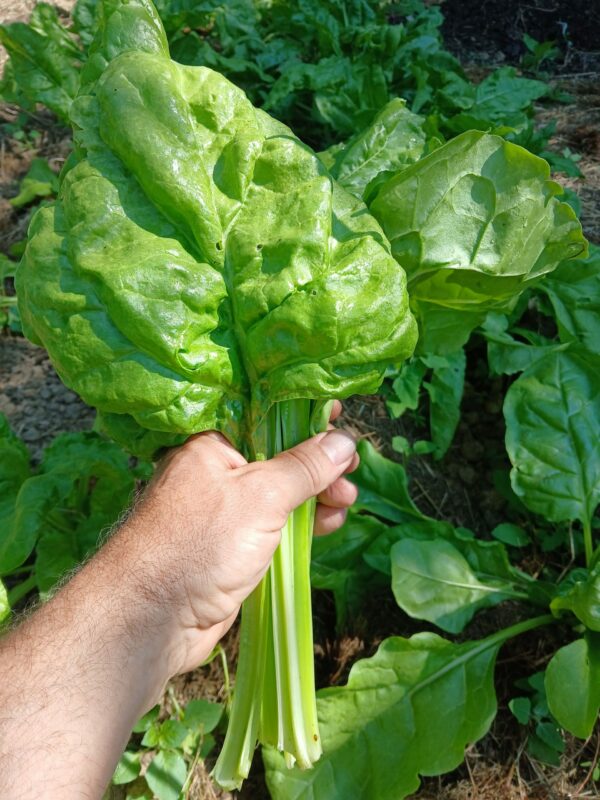 Épinard 0.50€ 200g