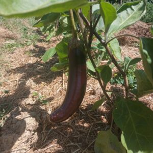 Aubergine bio promo anti-gaspi 0.65 € / 500 g