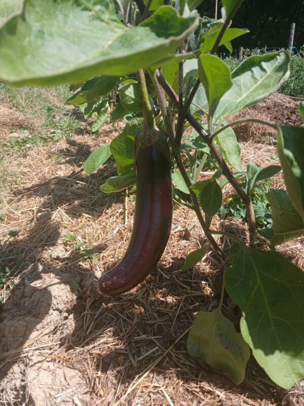 Aubergine bio promo anti-gaspi 0.65 € / 500 g
