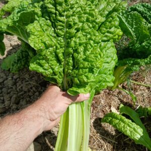 Blette poirée 1.25 € / 500g