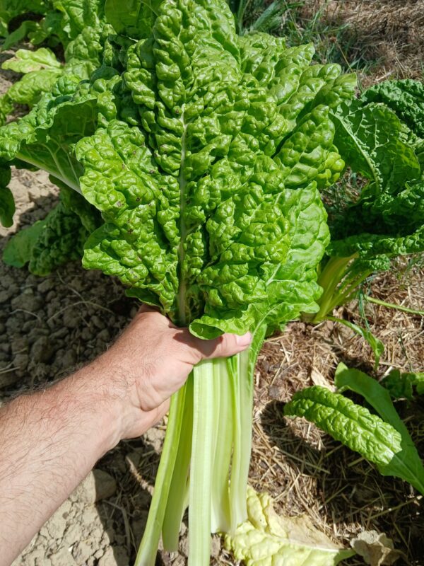 Blette poirée 1.25 € / 500g
