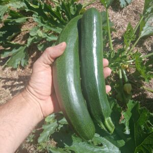 Courgette bio 1,25 € / 500g