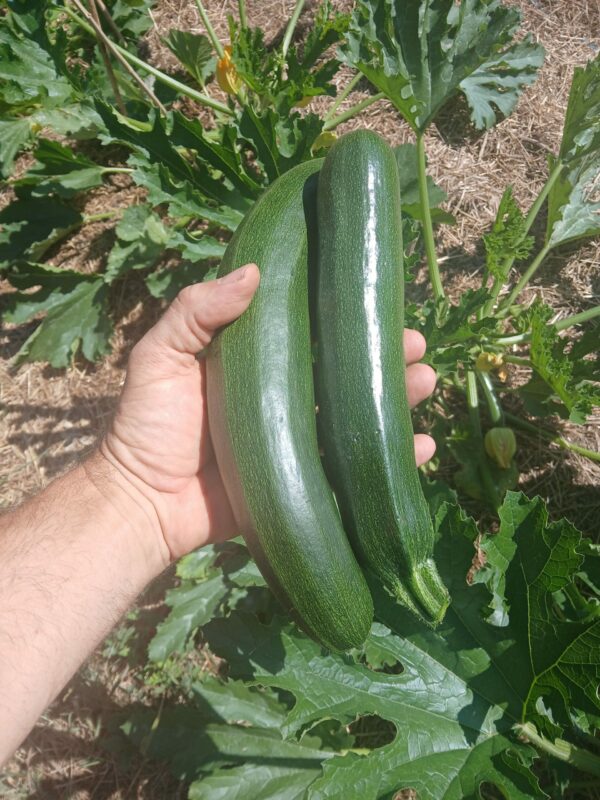 Courgette bio 1,25 € / 500g
