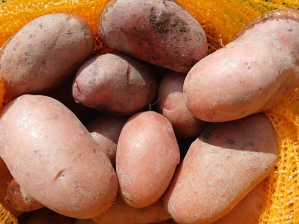 Pommes de terre Jeannette  1.40 € 500g