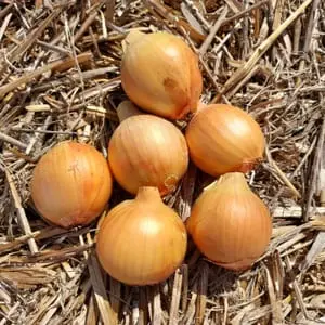 Oignon jaune bio 0,72 €/200 g