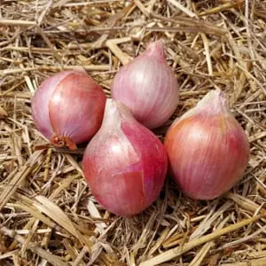 Oignon rose bio 0,72 €/200 g