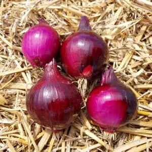 Oignon rouge bio 0,72 €/200 g