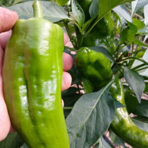 Poivron vert bio 0,80 €/200g