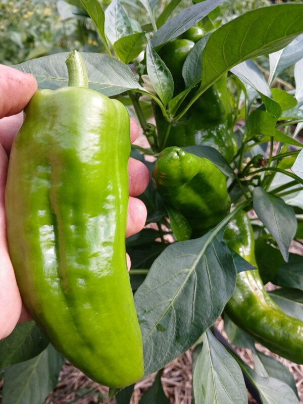 Poivron vert bio 0,80 €/200g