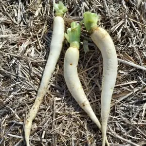 Radis blanc DaÏkon 1,10 €/300 g