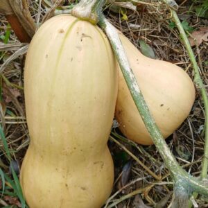 Butternut 3.50 €/Pièce