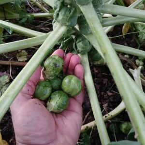 Chou Bruxelles bio 2.50 € 500 g