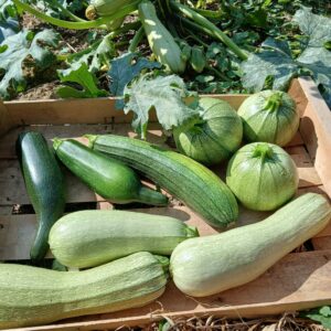 Courgette bio 1,50 € / 500g