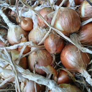 Oignon jaune 0,72 €/200 g